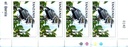BIRDS OF THE WORLD