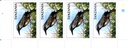BIRDS OF THE WORLD